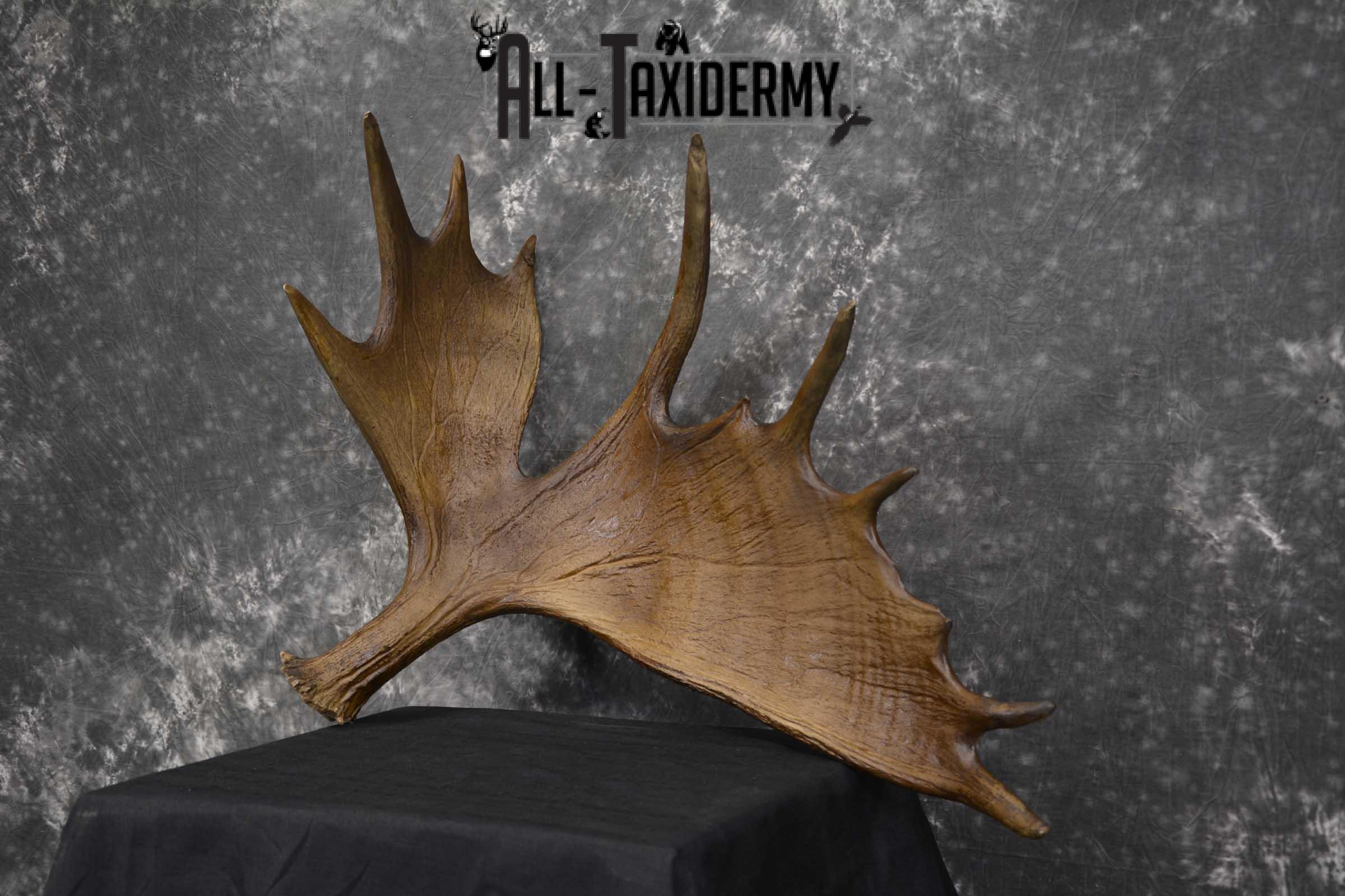 Moose Antler Cut Skull cap taxidermy for sale SKU 1844.2 - Image 6