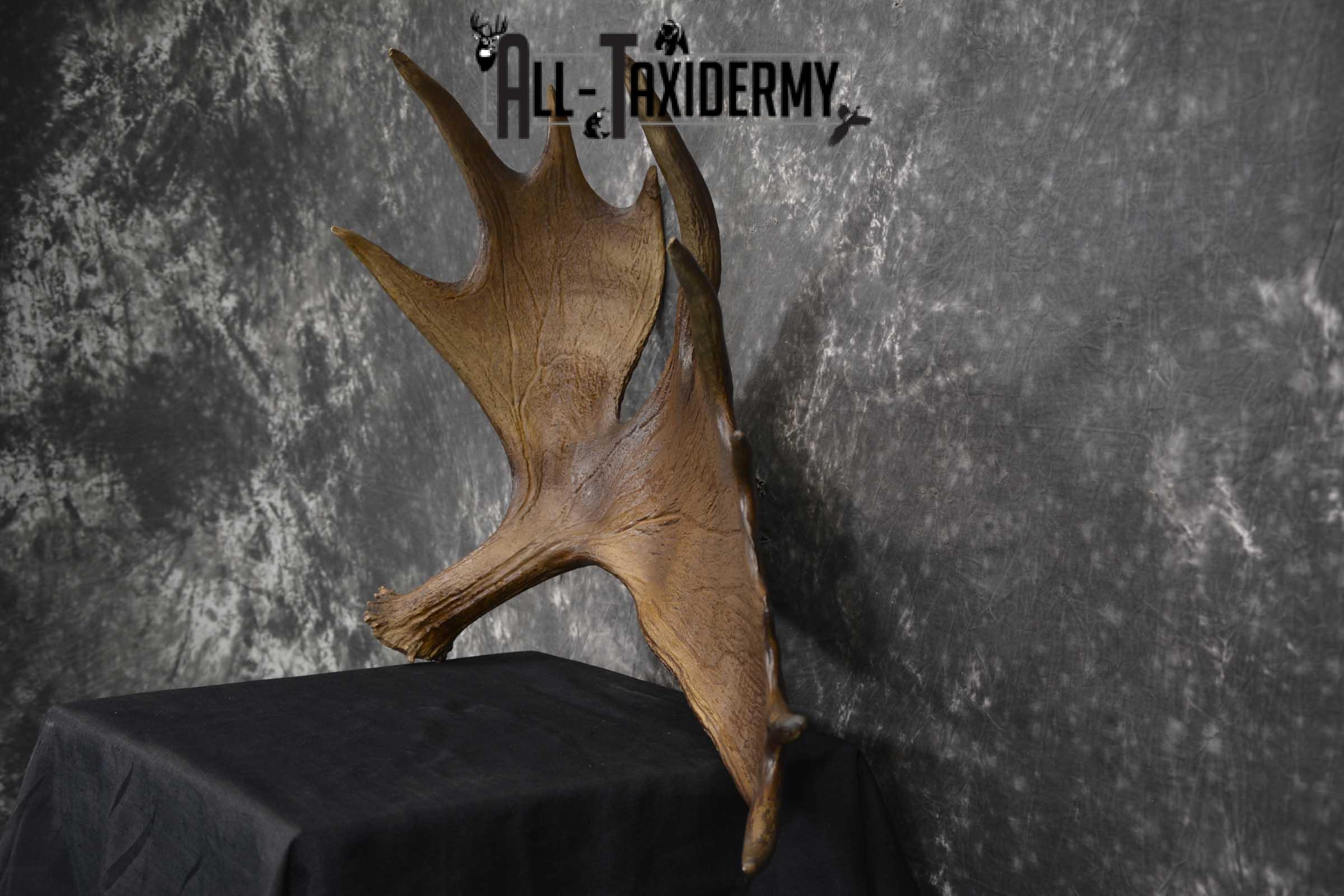 Moose Antler Cut Skull cap taxidermy for sale SKU 1844.2 - Image 5