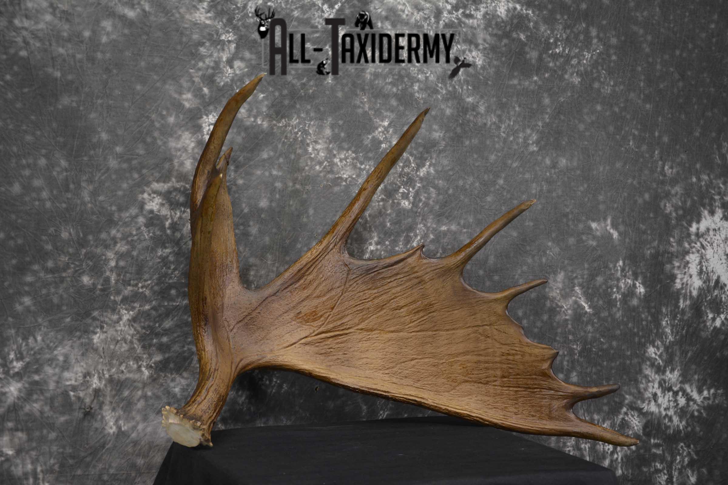 Moose Antler Cut Skull cap taxidermy for sale SKU 1844.2 - Image 4