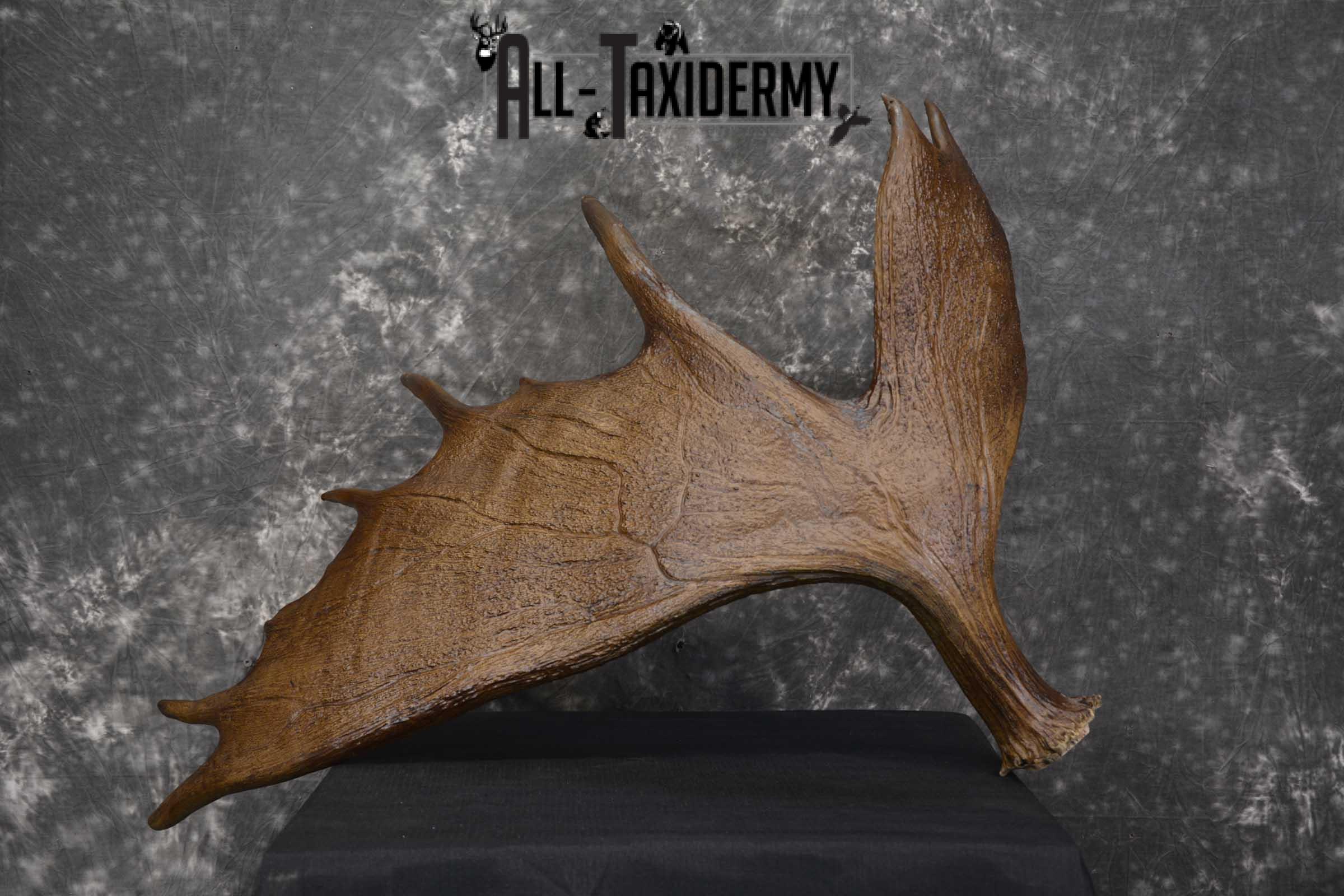 Moose Antler Cut Skull cap taxidermy for sale SKU 1844.2 - Image 2