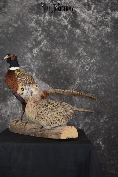 Ring Necked Pheasant and Hen taxidermy mount for sale SKU 1865