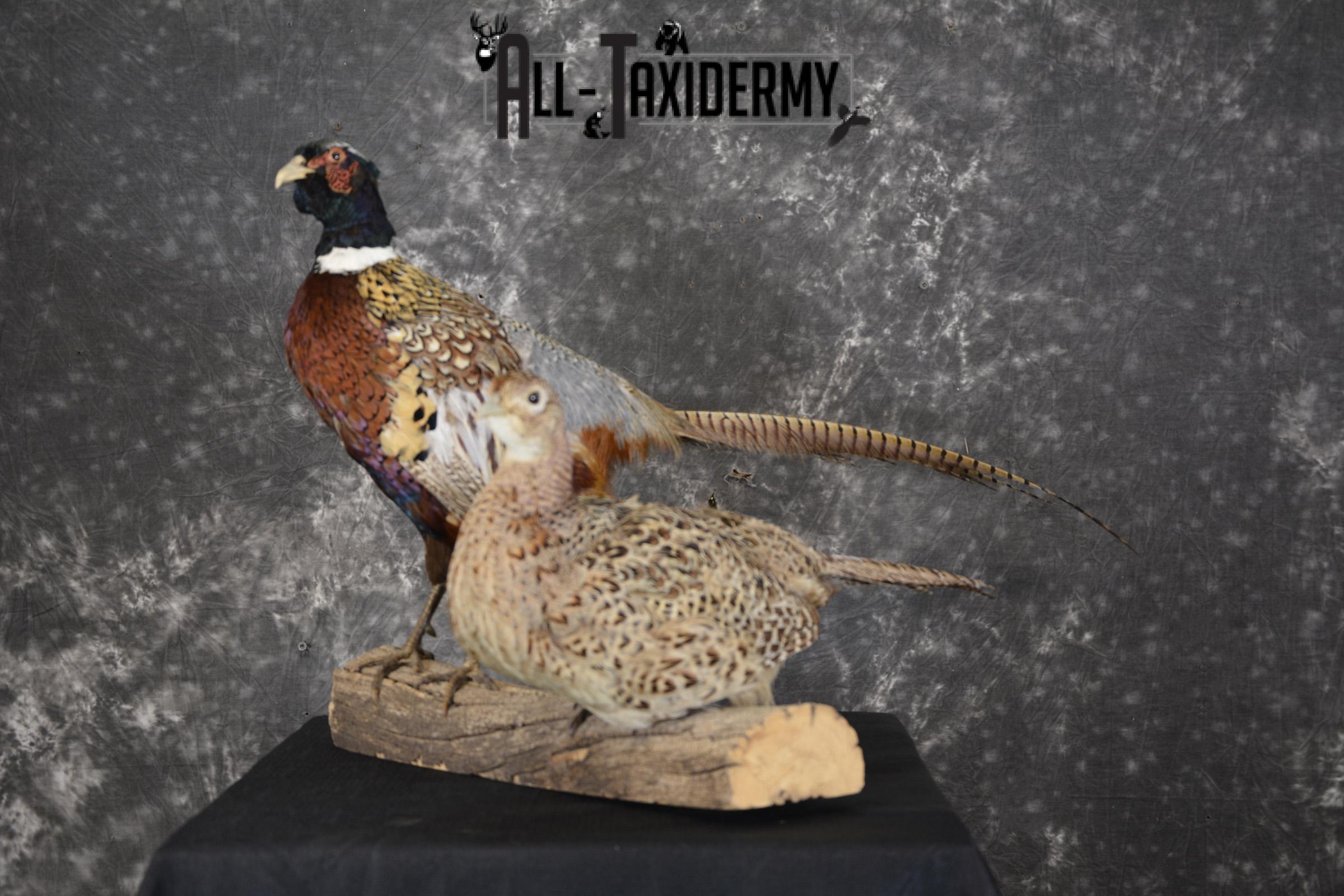 Ring Necked Pheasant and Hen taxidermy mount for sale SKU 1865 - Image 6
