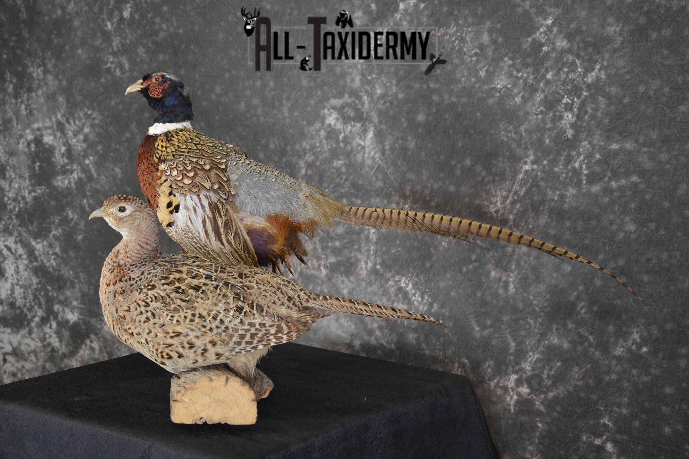 Ring Necked Pheasant and Hen taxidermy mount for sale SKU 1865 - Image 5