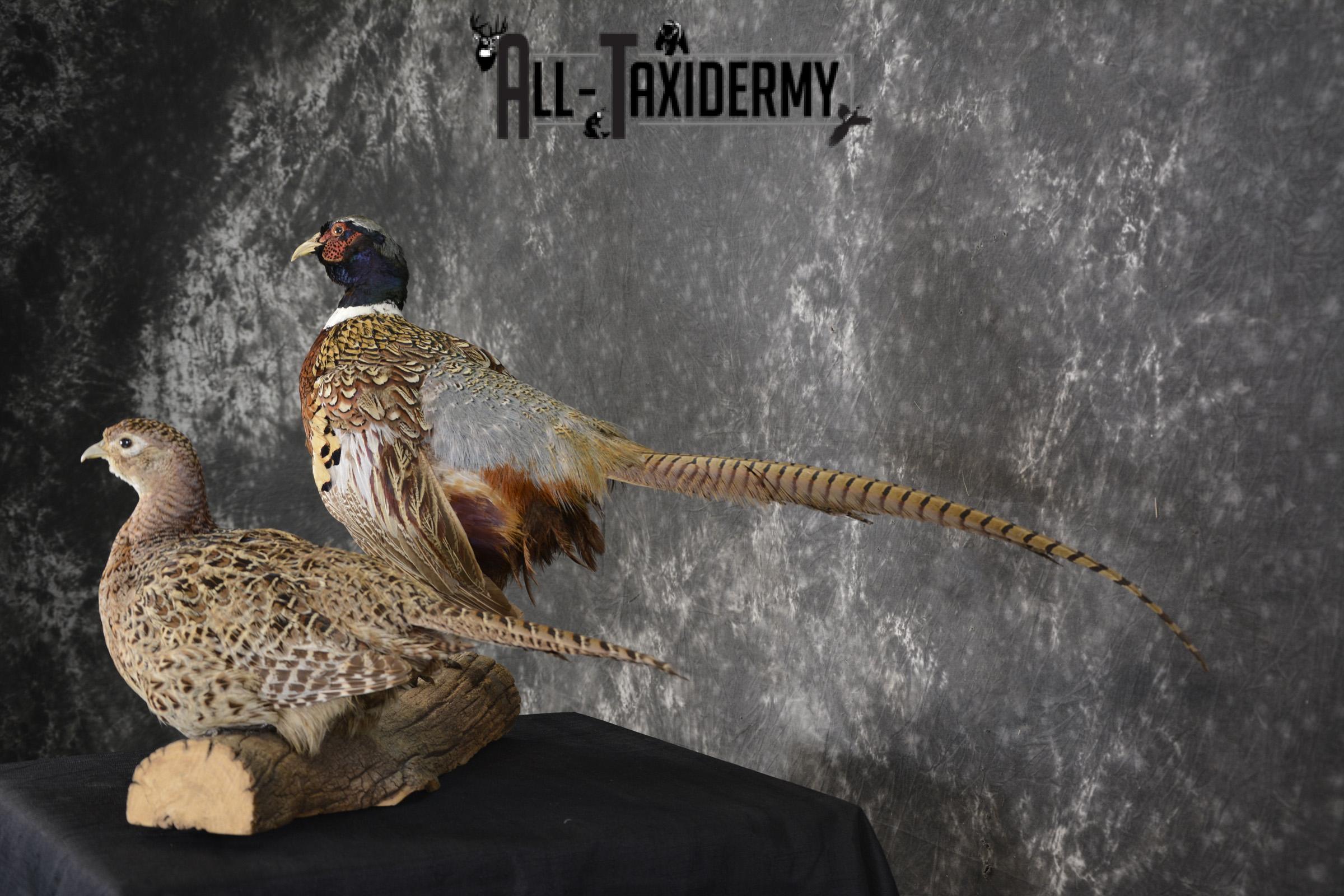 Ring Necked Pheasant and Hen taxidermy mount for sale SKU 1865 - Image 4