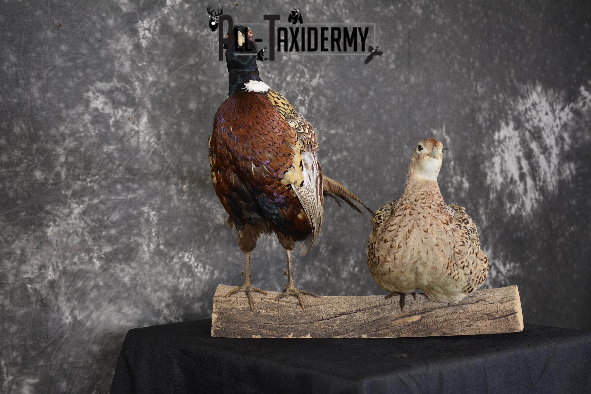 Ring Necked Pheasant and Hen taxidermy mount for sale SKU 1865 - Image 3