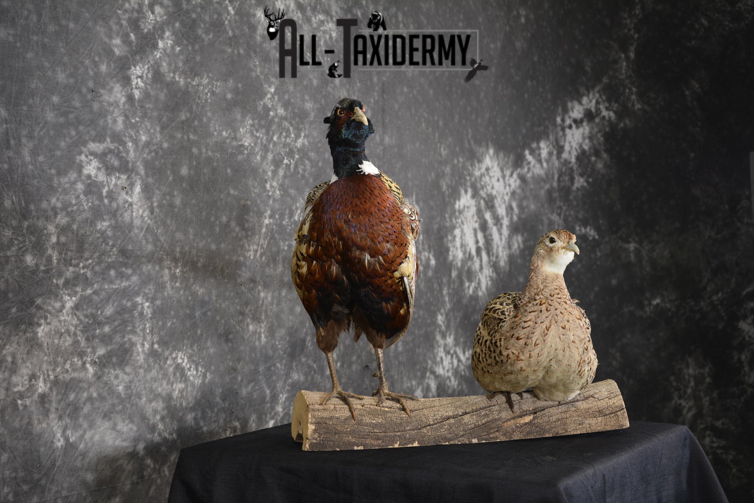 Ring Necked Pheasant and Hen taxidermy mount for sale SKU 1865 - Image 2