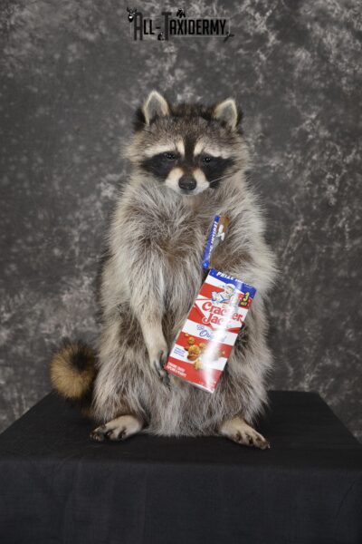 Raccoon with Cracker Jacks novelty taxidermy mount for sale SKU 1866