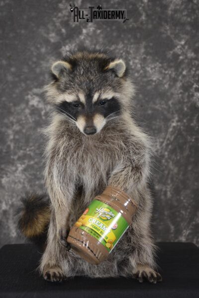 Raccoon with peanut butter jar novelty taxidermy mount for sale SKU 1872