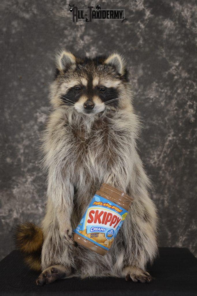 Raccoon With Peanut Butter Jar Novelty Taxidermy Mount For Sale Sku