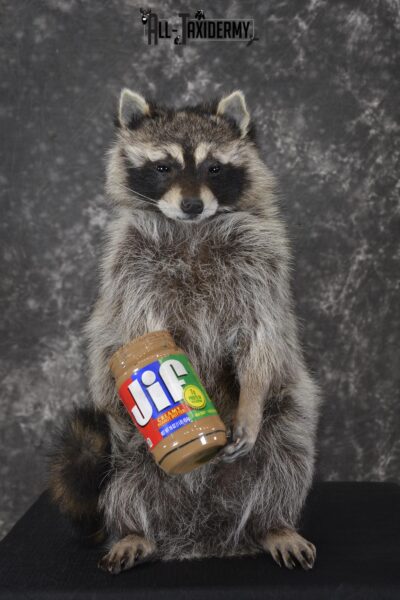 Raccoon with peanut butter jar novelty taxidermy mount for sale SKU 1874
