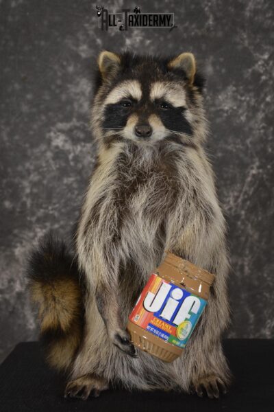 Raccoon with peanut butter jar novelty taxidermy mount for sale SKU 1876