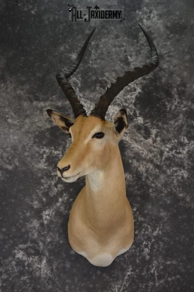 African Impala taxidermy shoulder mount for sale SKU 1878