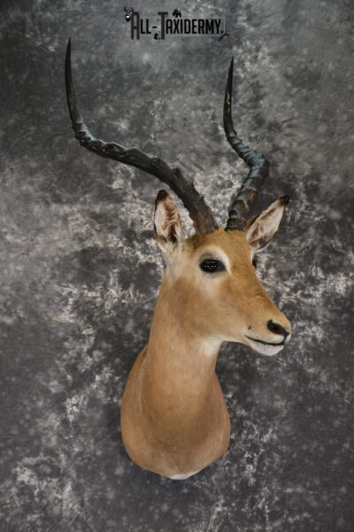 Africam Impala taxidermy shoulder mount for sale SKU 1879