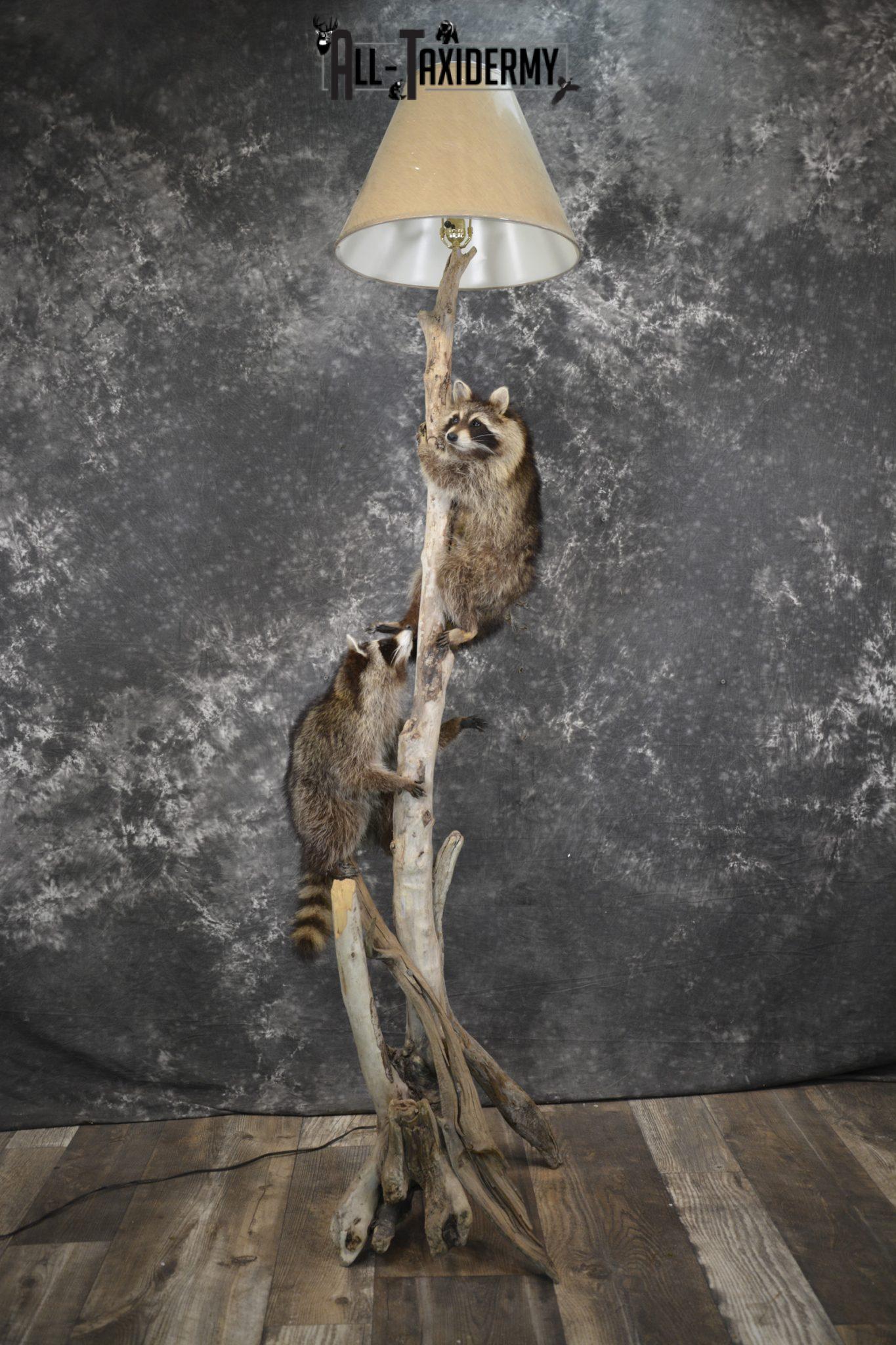 Raccoon Taxidermy Mounts - All Taxidermy