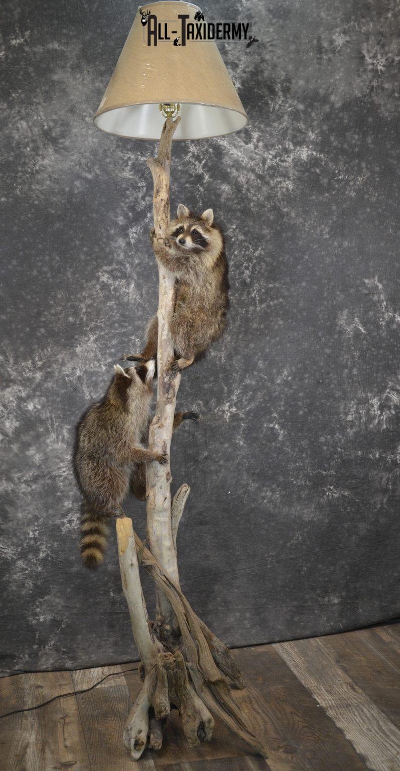 taxidermy raccoon for sale