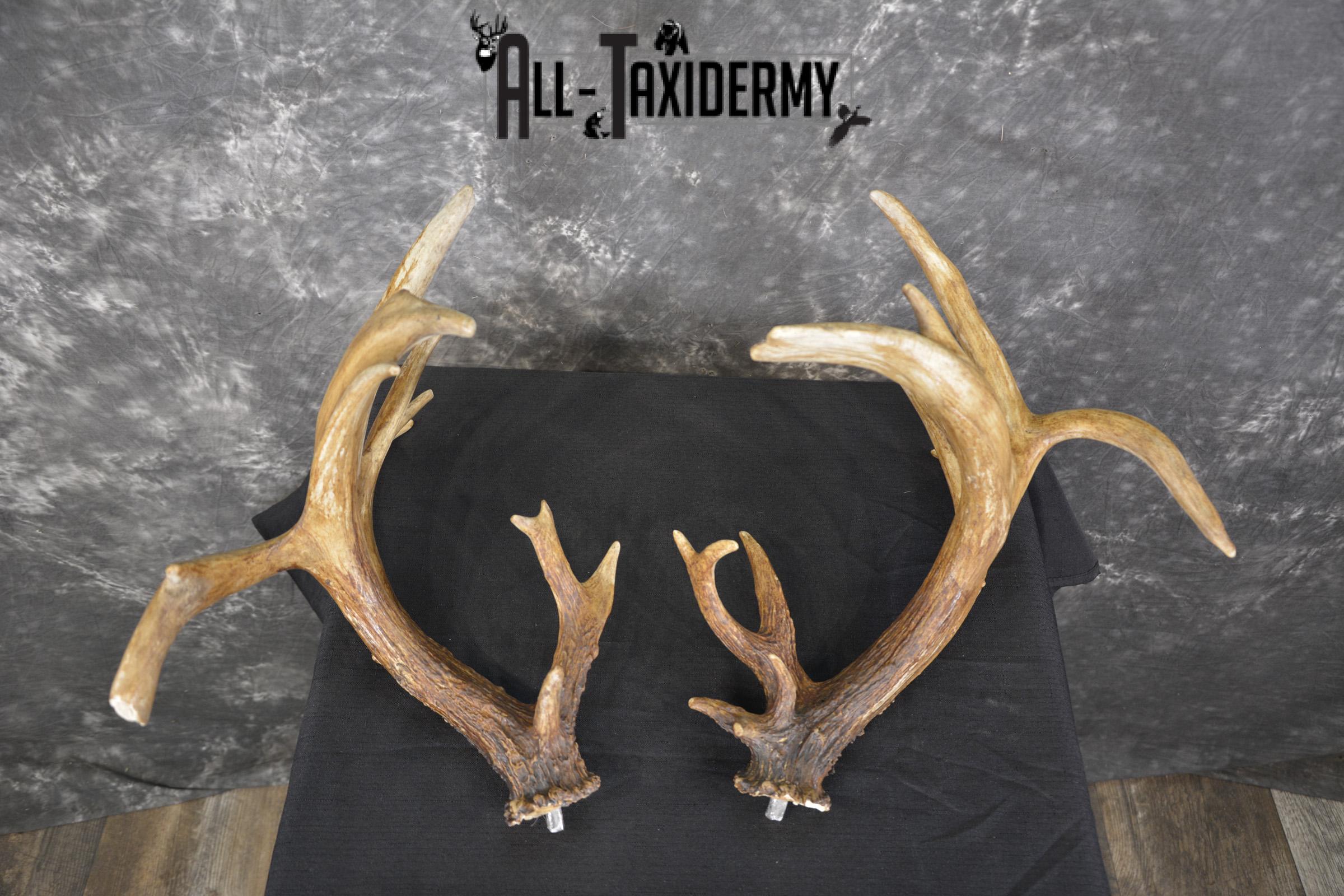 Whitetail Antler cut offs double drop tine taxidermy for sale SKU 1881.2 - Image 8