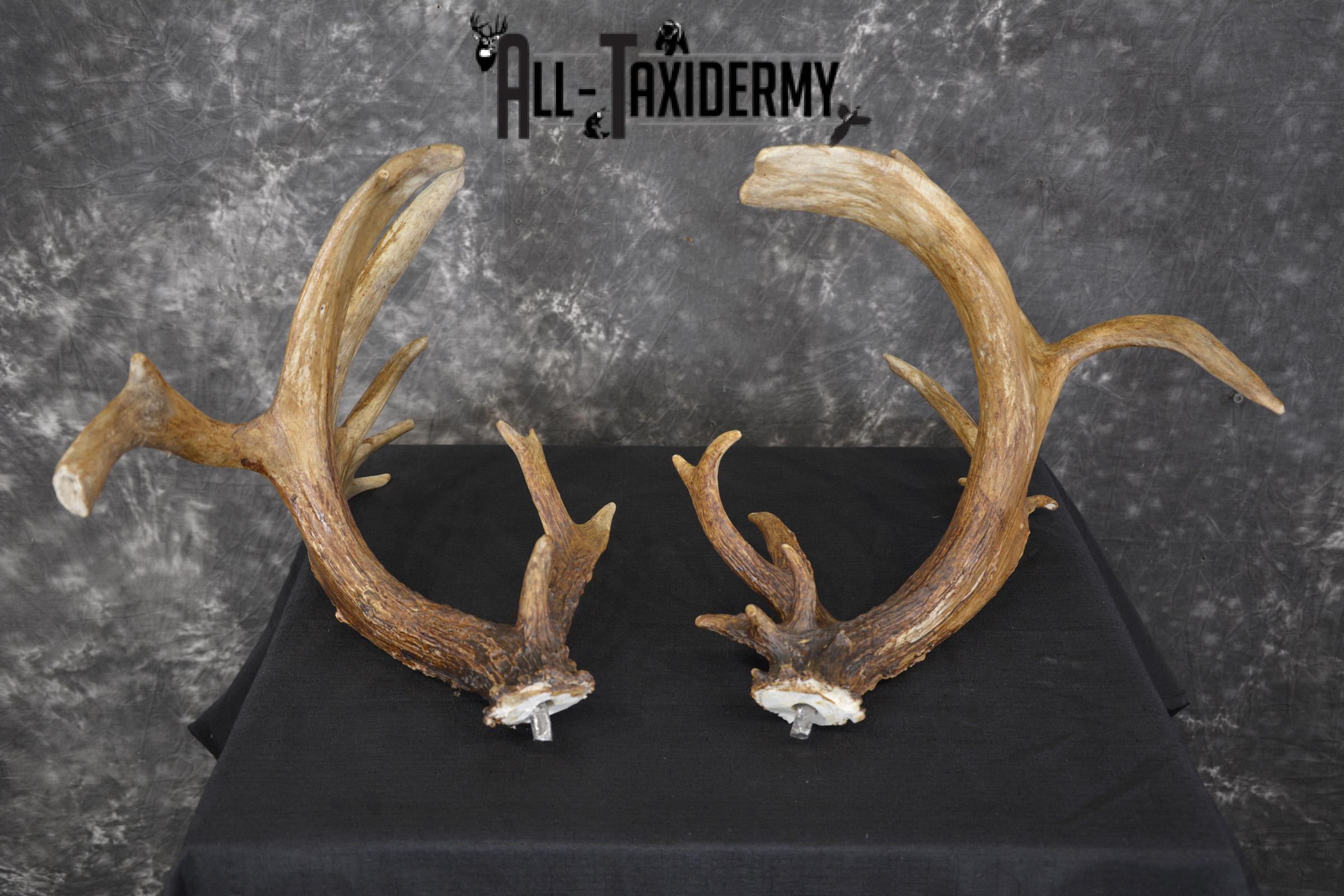 Whitetail Antler cut offs double drop tine taxidermy for sale SKU 1881.2 - Image 7