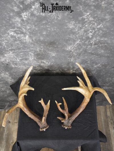 Whitetail Antler cut offs double drop tine taxidermy for sale SKU 1881.2