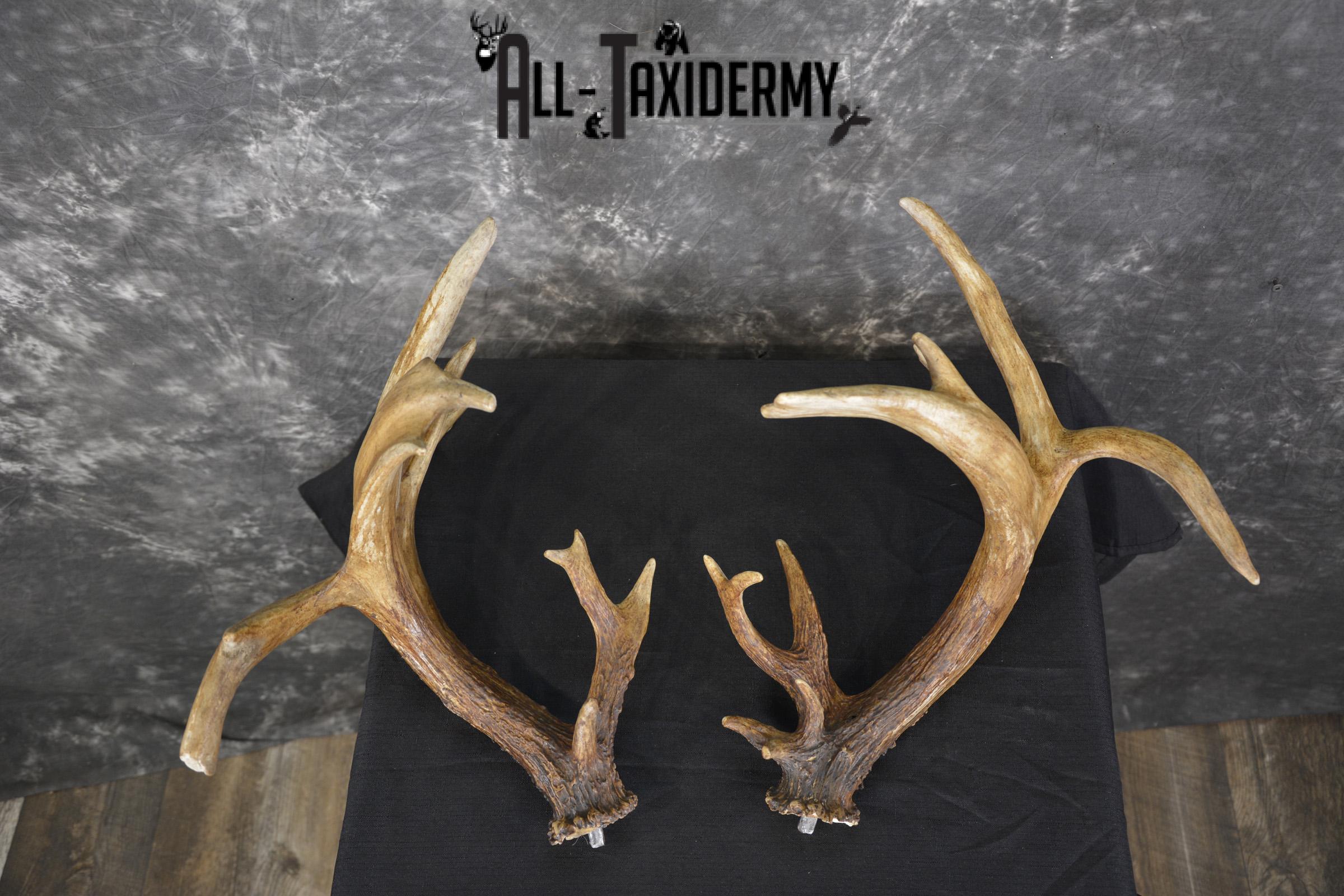 Whitetail Antler cut offs double drop tine taxidermy for sale SKU 1881.2 - Image 5