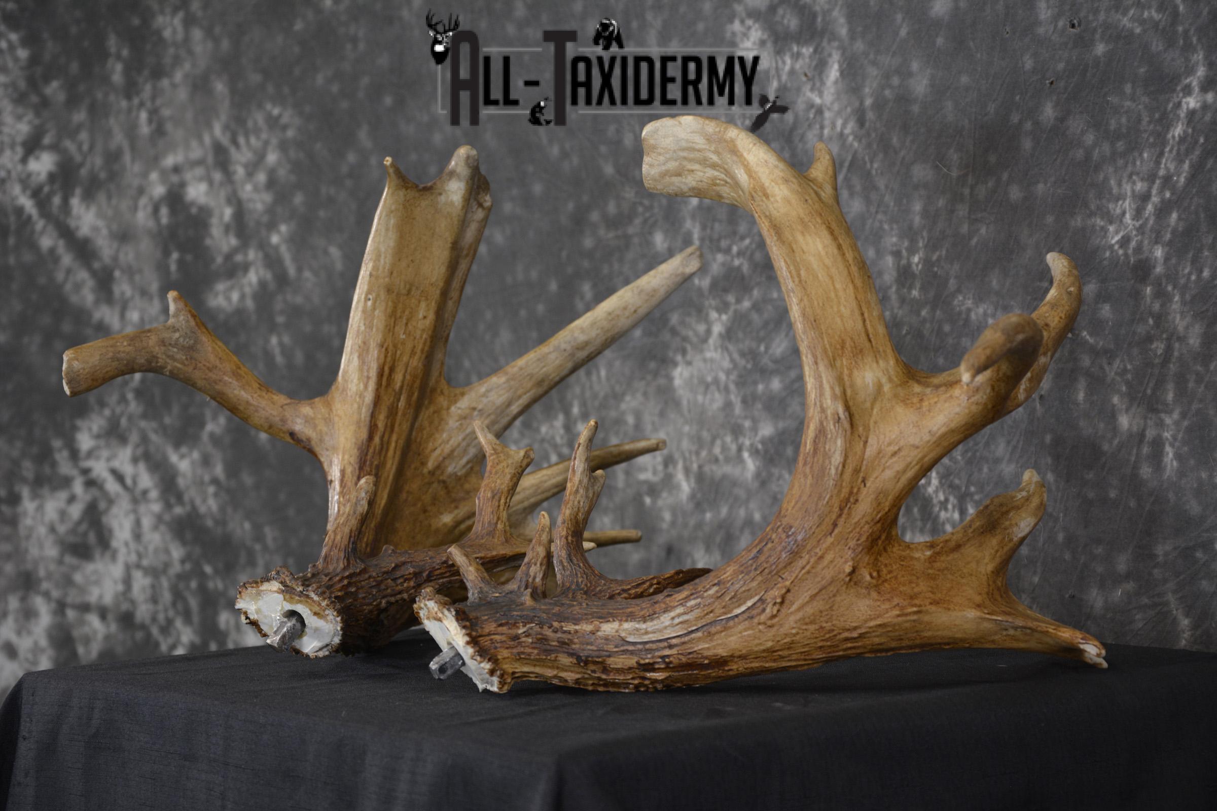 Whitetail Antler cut offs double drop tine taxidermy for sale SKU 1881.2 - Image 4