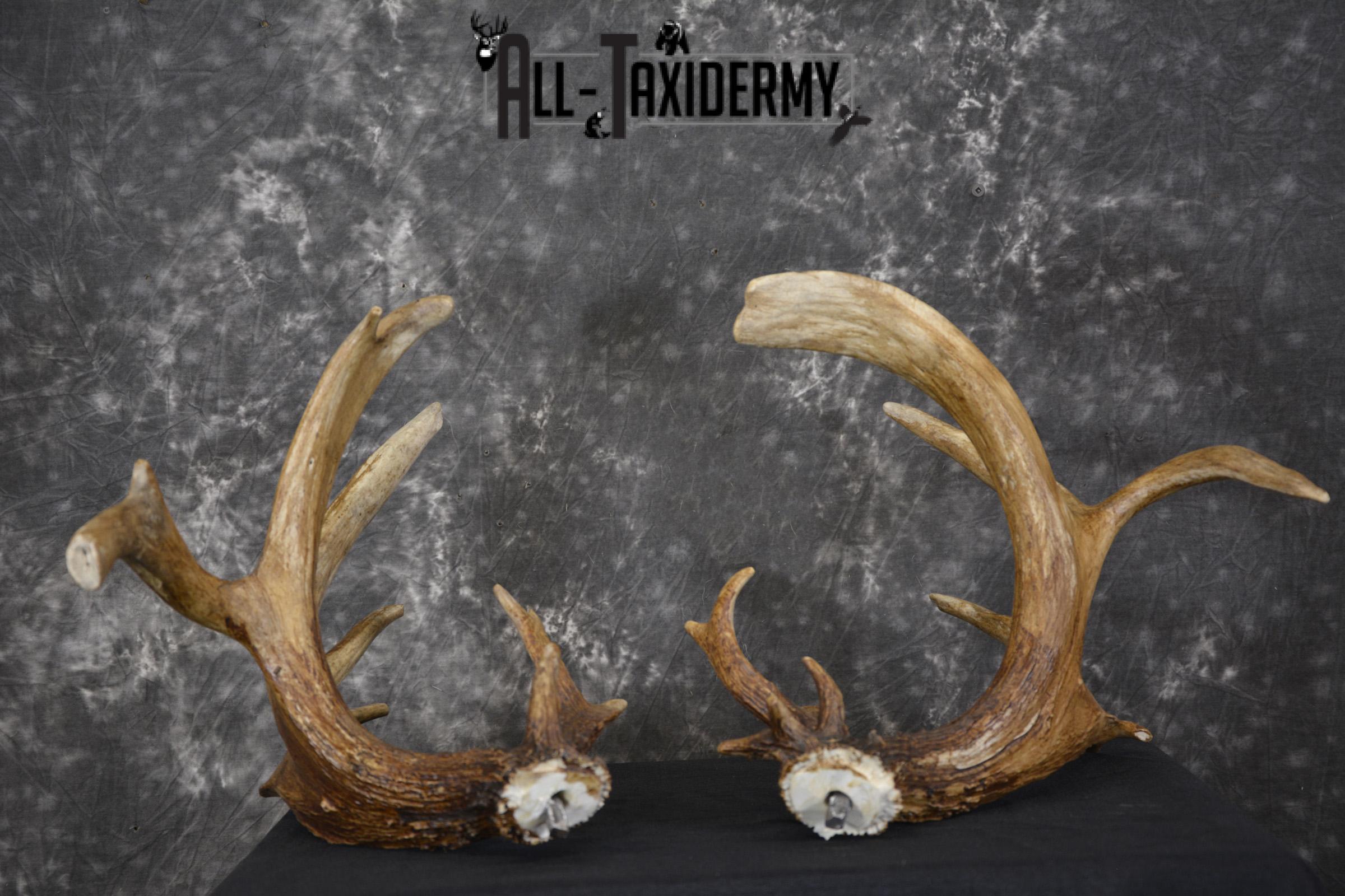 Whitetail Antler cut offs double drop tine taxidermy for sale SKU 1881.2 - Image 3