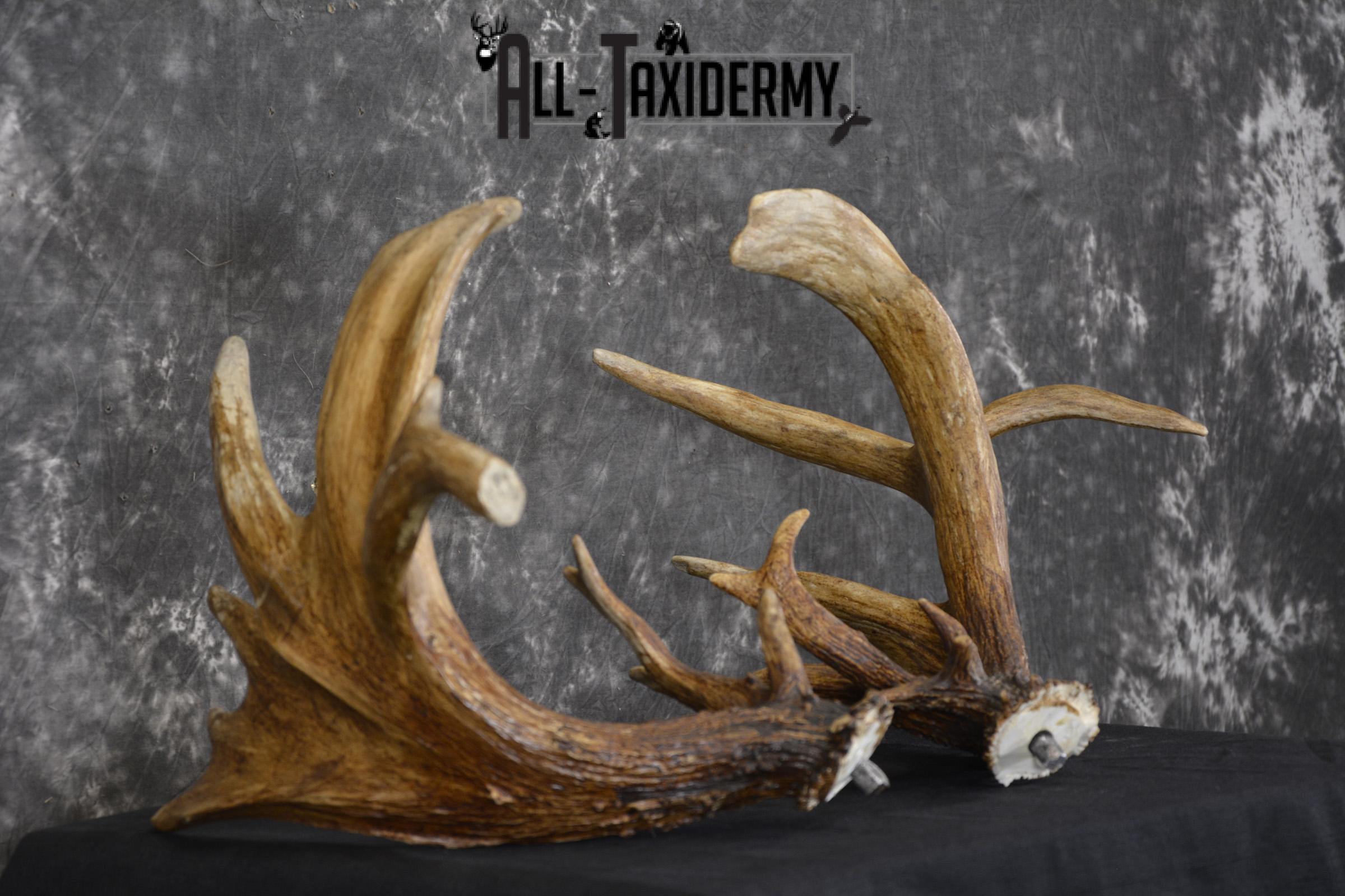 Whitetail Antler cut offs double drop tine taxidermy for sale SKU 1881.2 - Image 2