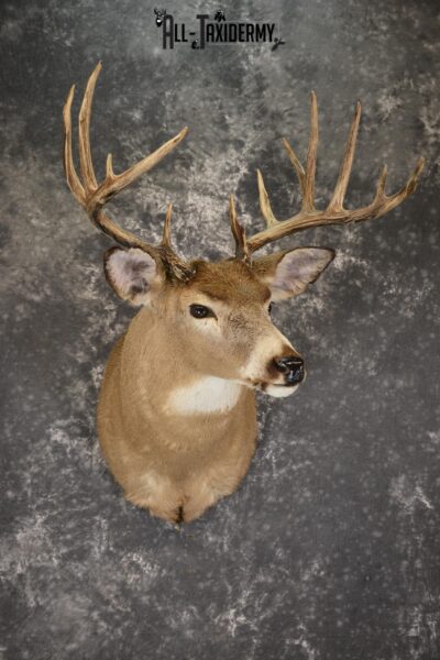 Whitetail deer taxidermy shoulder mount for sale SKU 1883