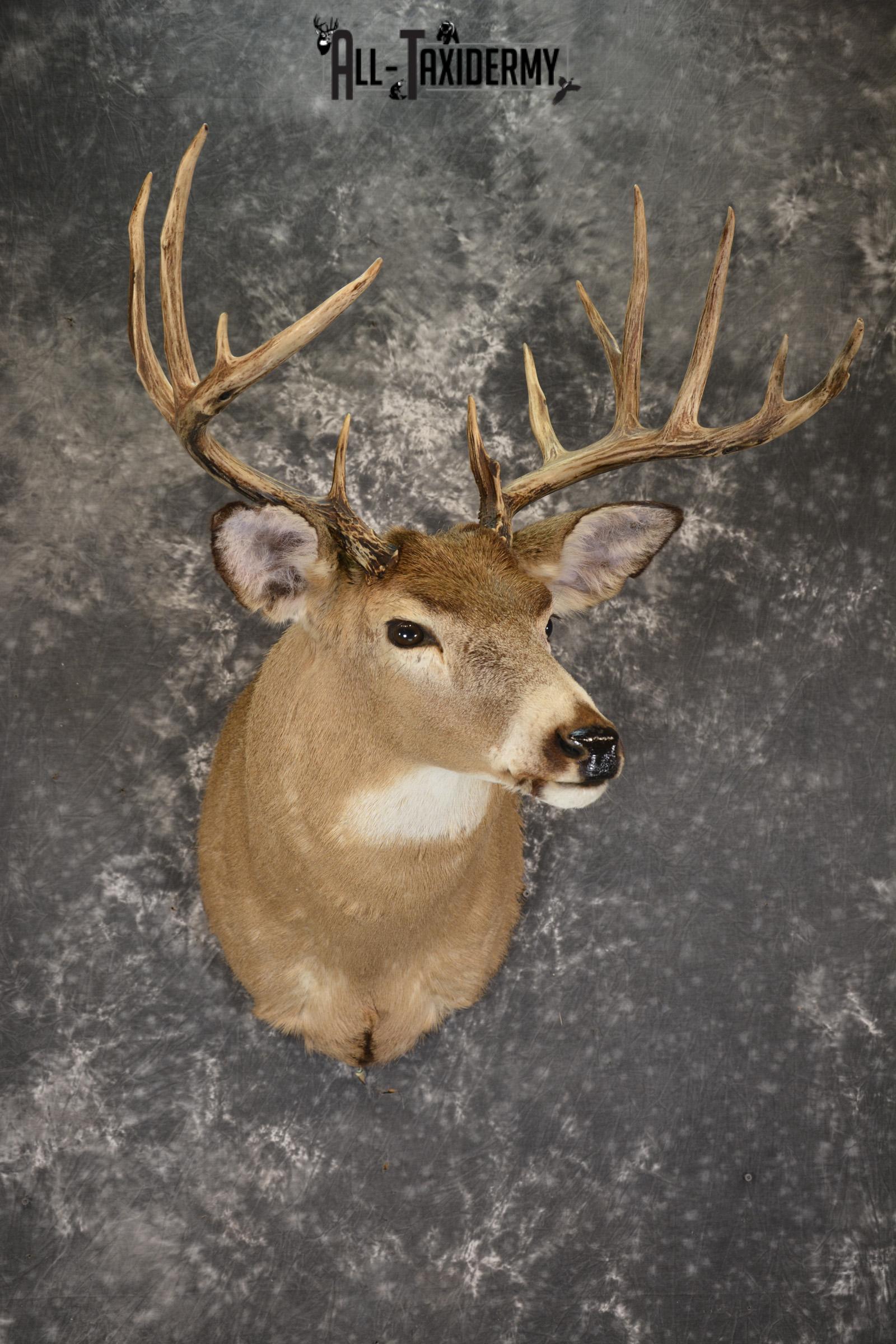 Whitetail deer taxidermy shoulder mount for sale SKU 1883