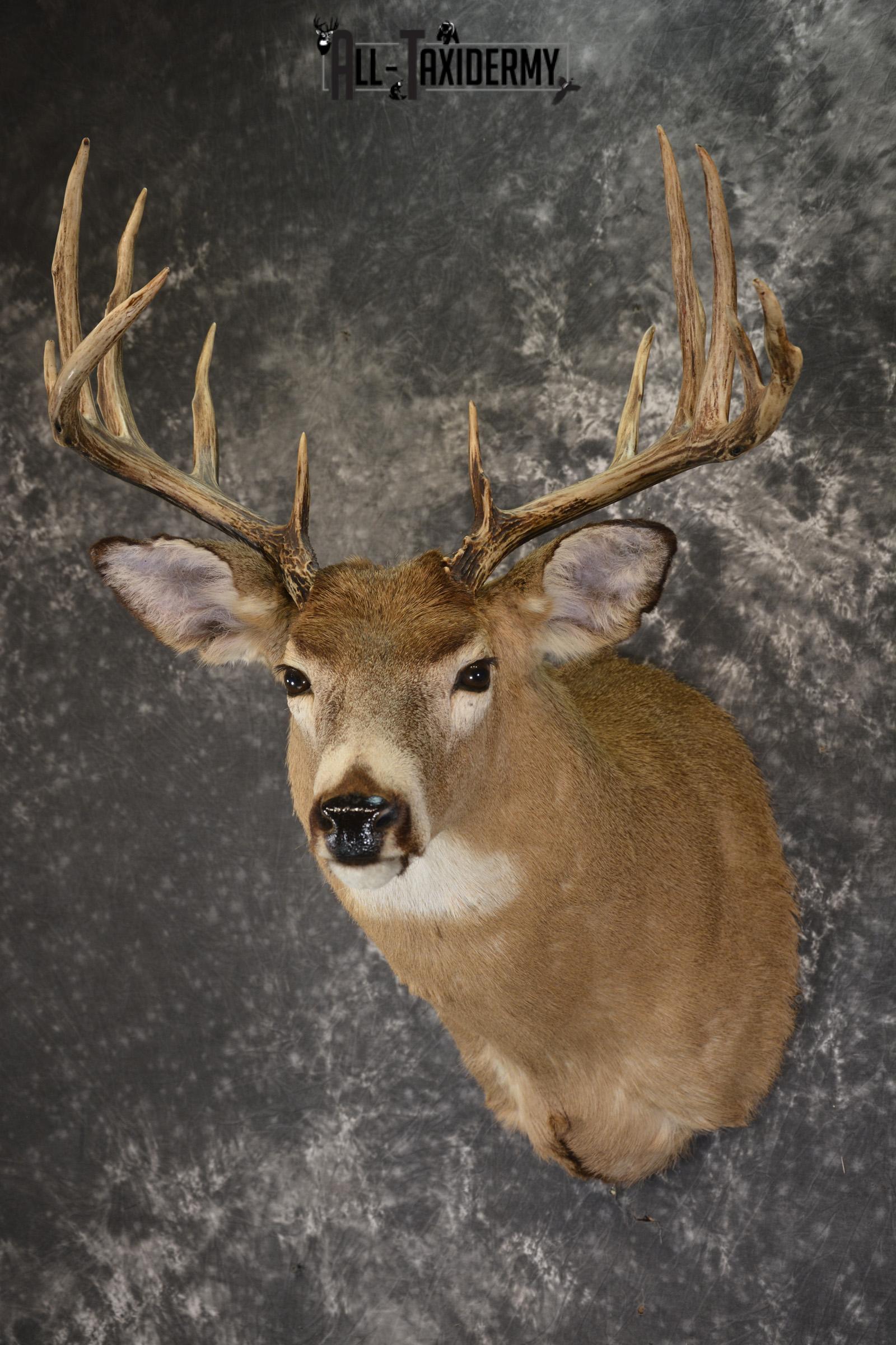 Whitetail deer taxidermy shoulder mount for sale SKU 1883 - Image 7