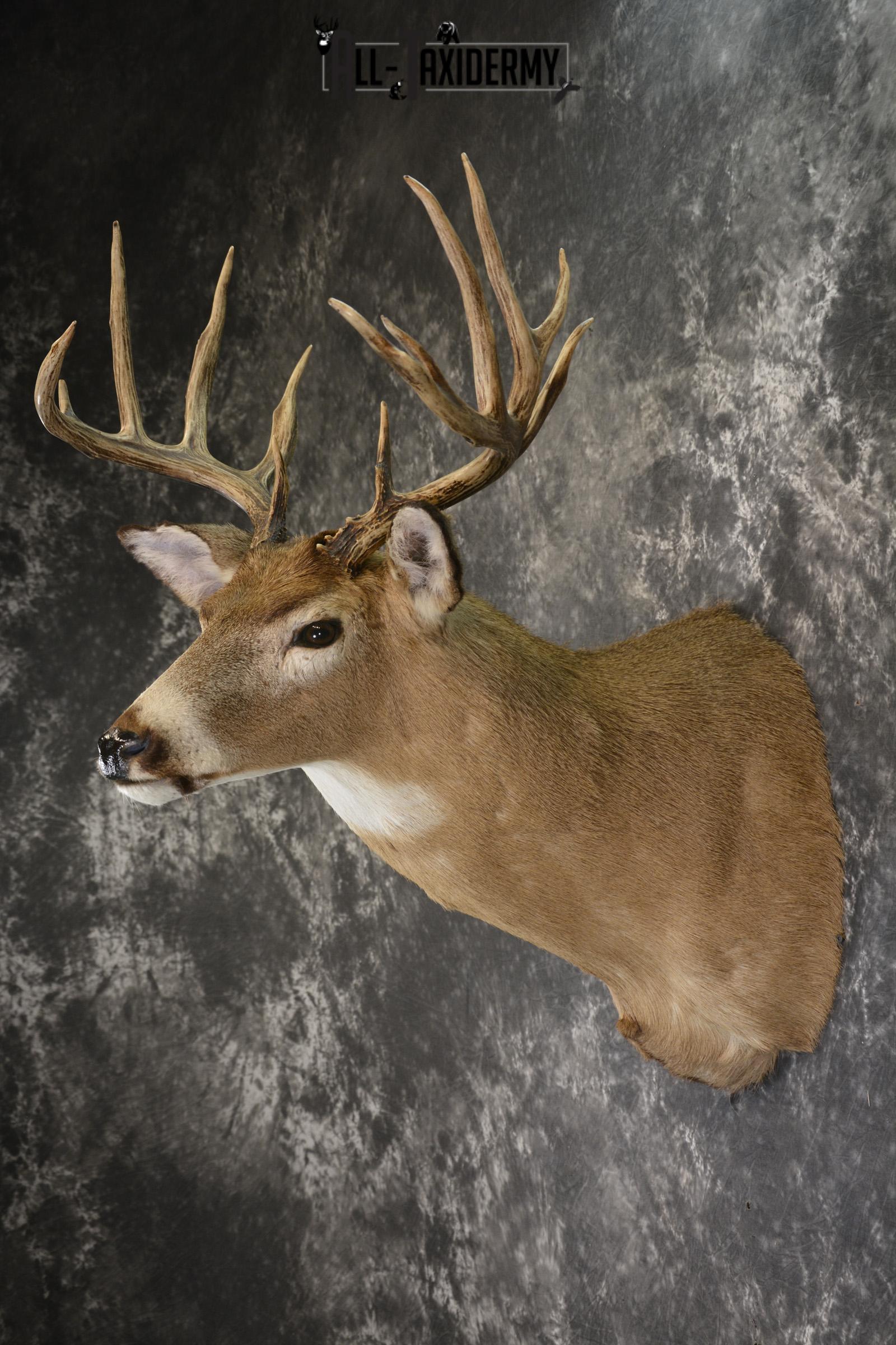 Whitetail deer taxidermy shoulder mount for sale SKU 1883 - Image 6