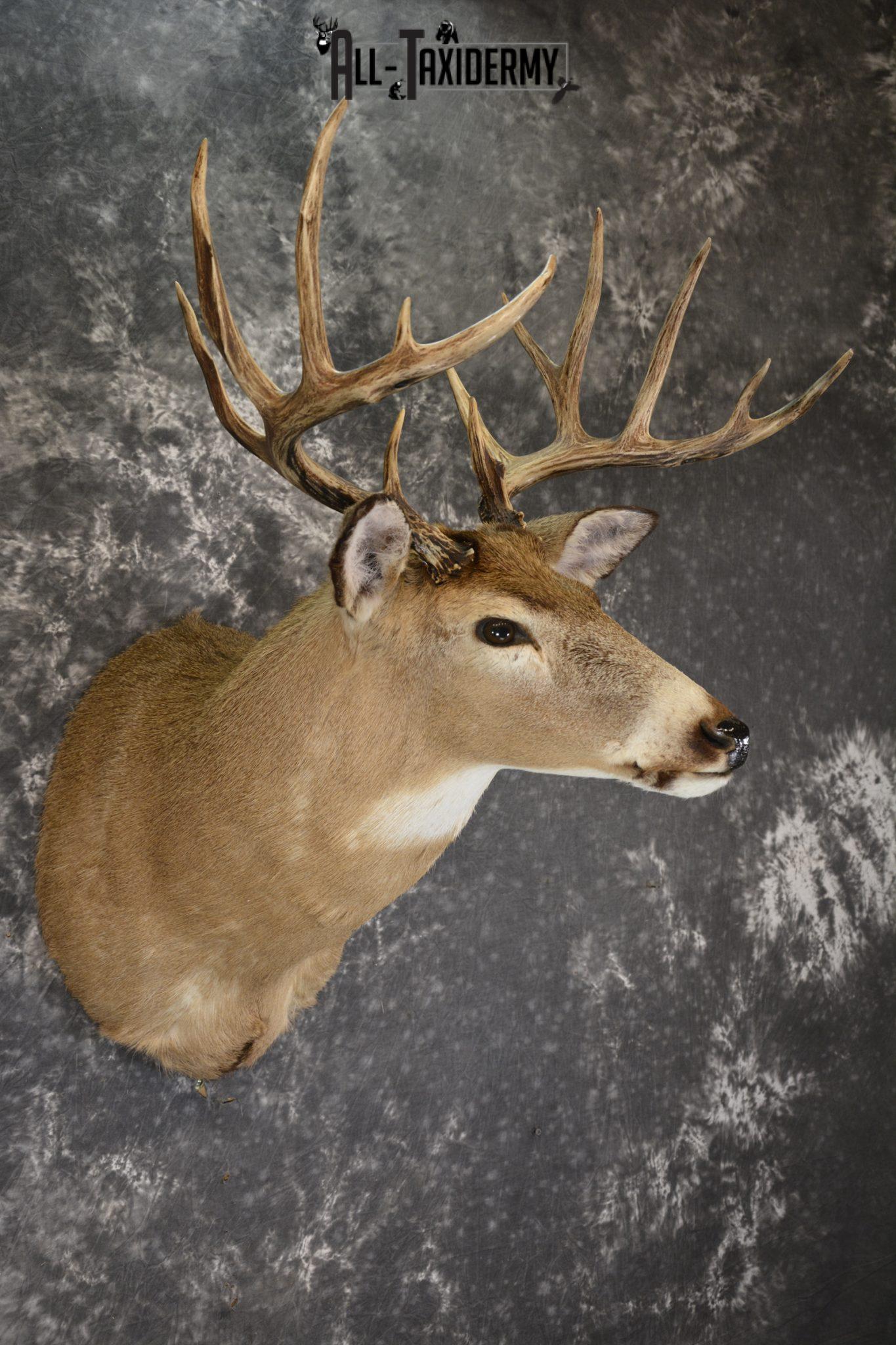 Whitetail deer taxidermy shoulder mount for sale SKU 1883 All Taxidermy