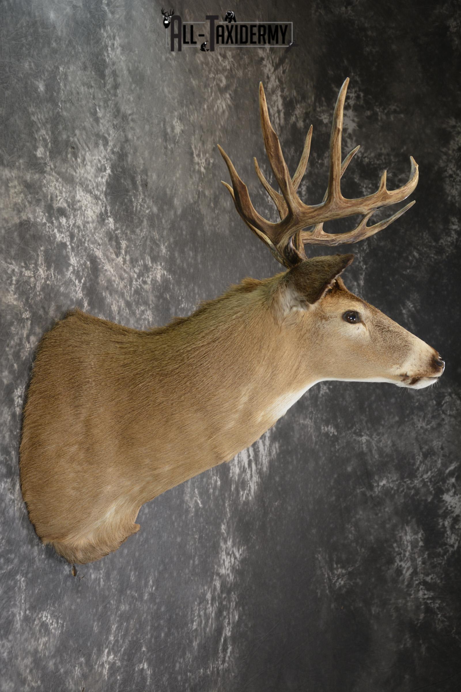 Whitetail deer taxidermy shoulder mount for sale SKU 1883 - Image 4