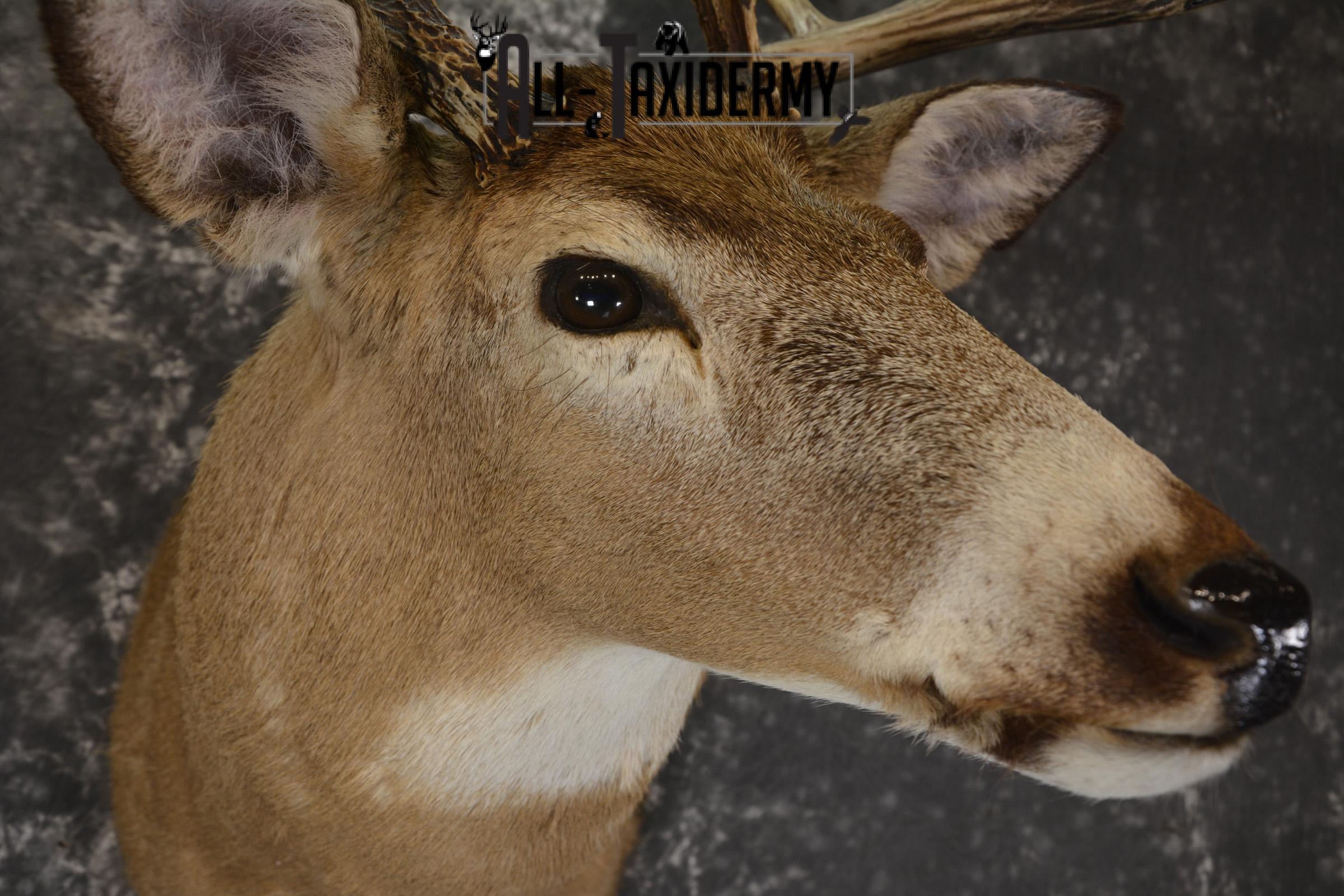 Whitetail deer taxidermy shoulder mount for sale SKU 1883 - Image 3