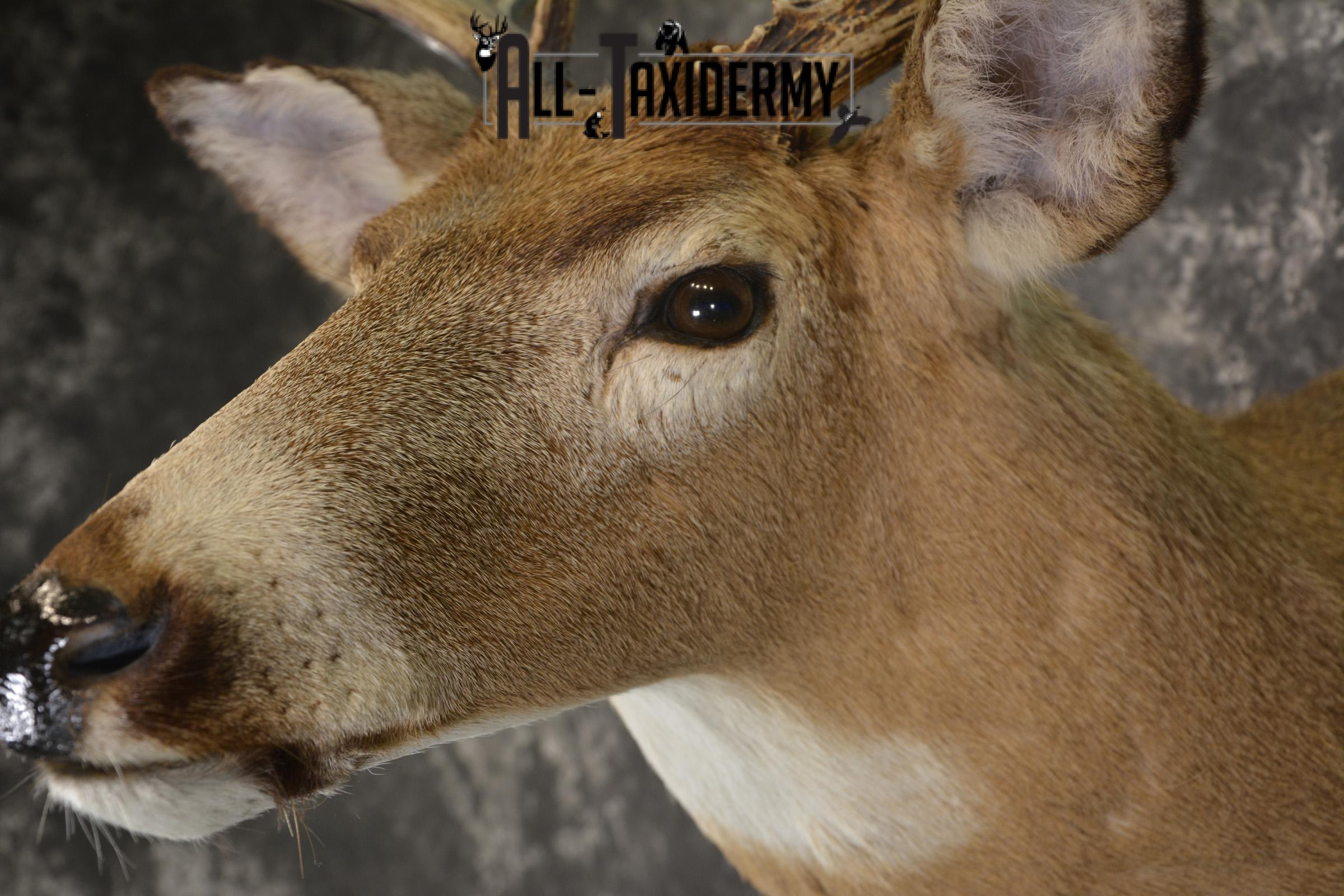 Whitetail deer taxidermy shoulder mount for sale SKU 1883 - Image 2