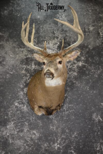 Whitetail deer taxidermy shoulder mount SKU 1885