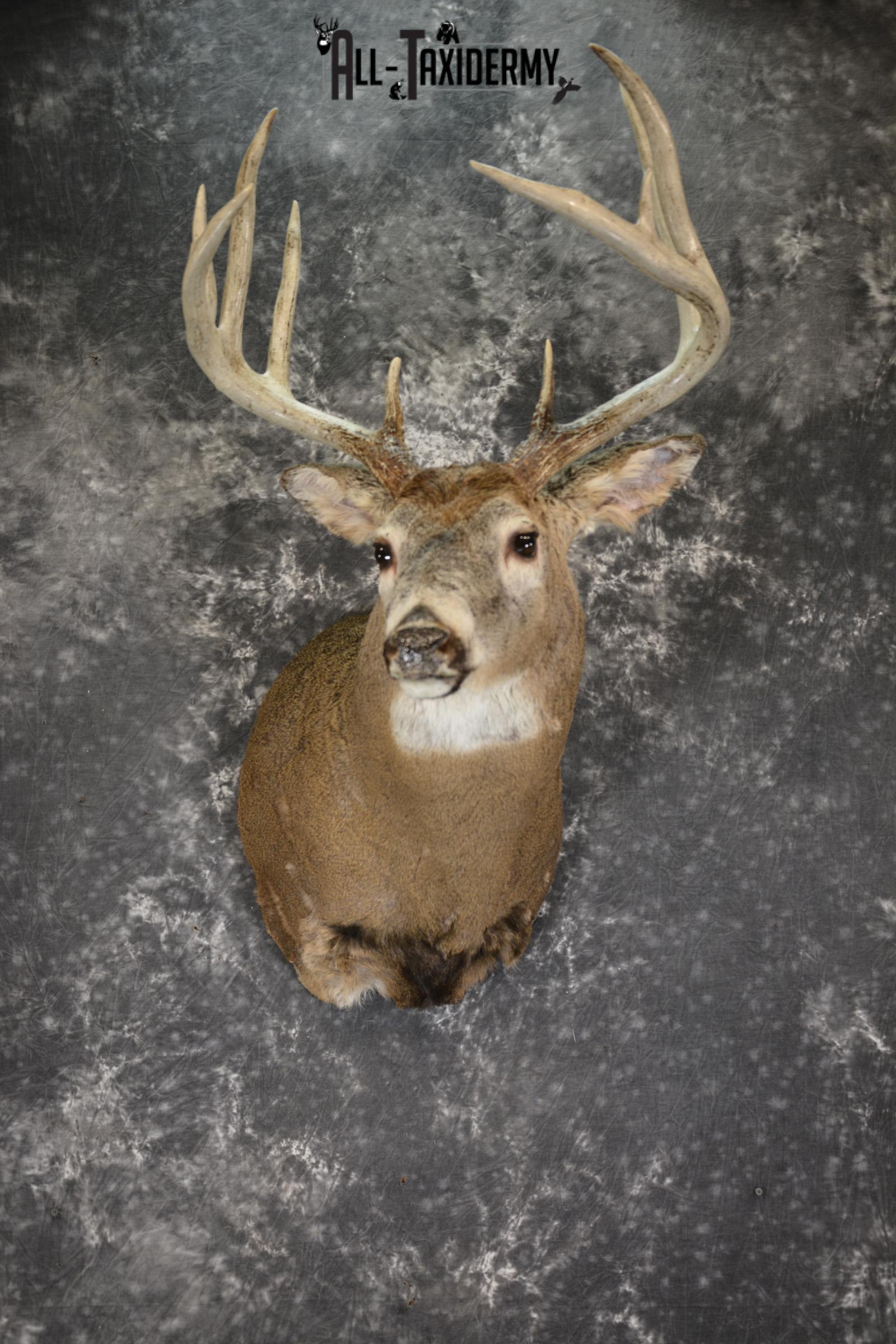 Whitetail deer taxidermy shoulder mount SKU 1885