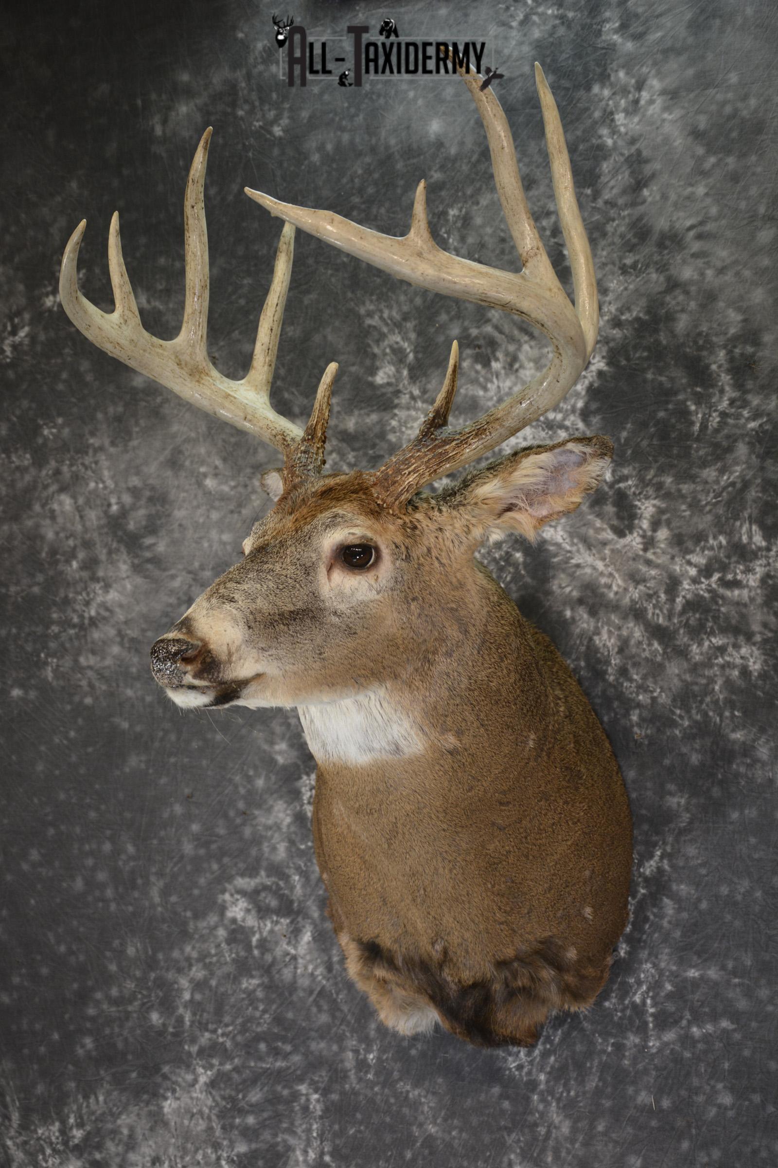 Whitetail deer taxidermy shoulder mount SKU 1885 - Image 5
