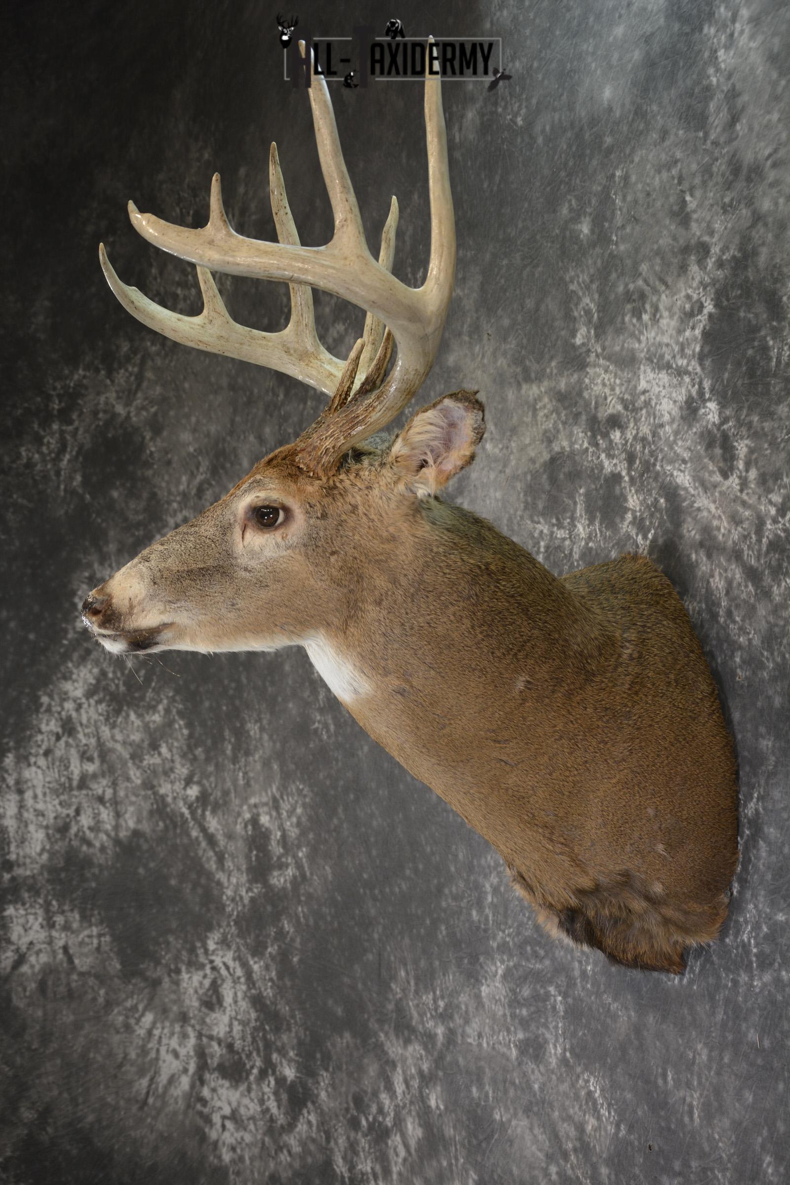 Whitetail deer taxidermy shoulder mount SKU 1885 - Image 4