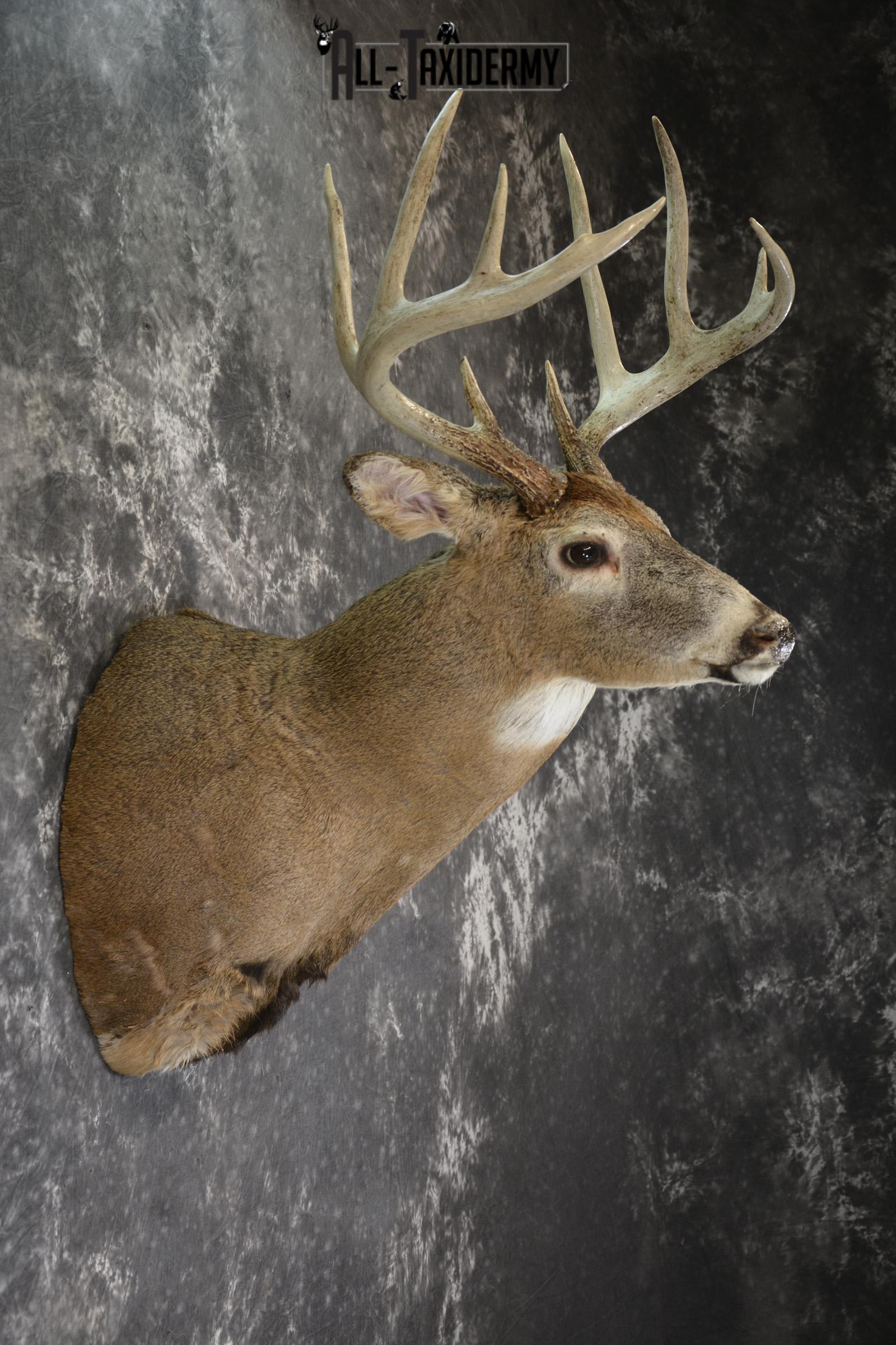 Whitetail deer taxidermy shoulder mount SKU 1885 - Image 2