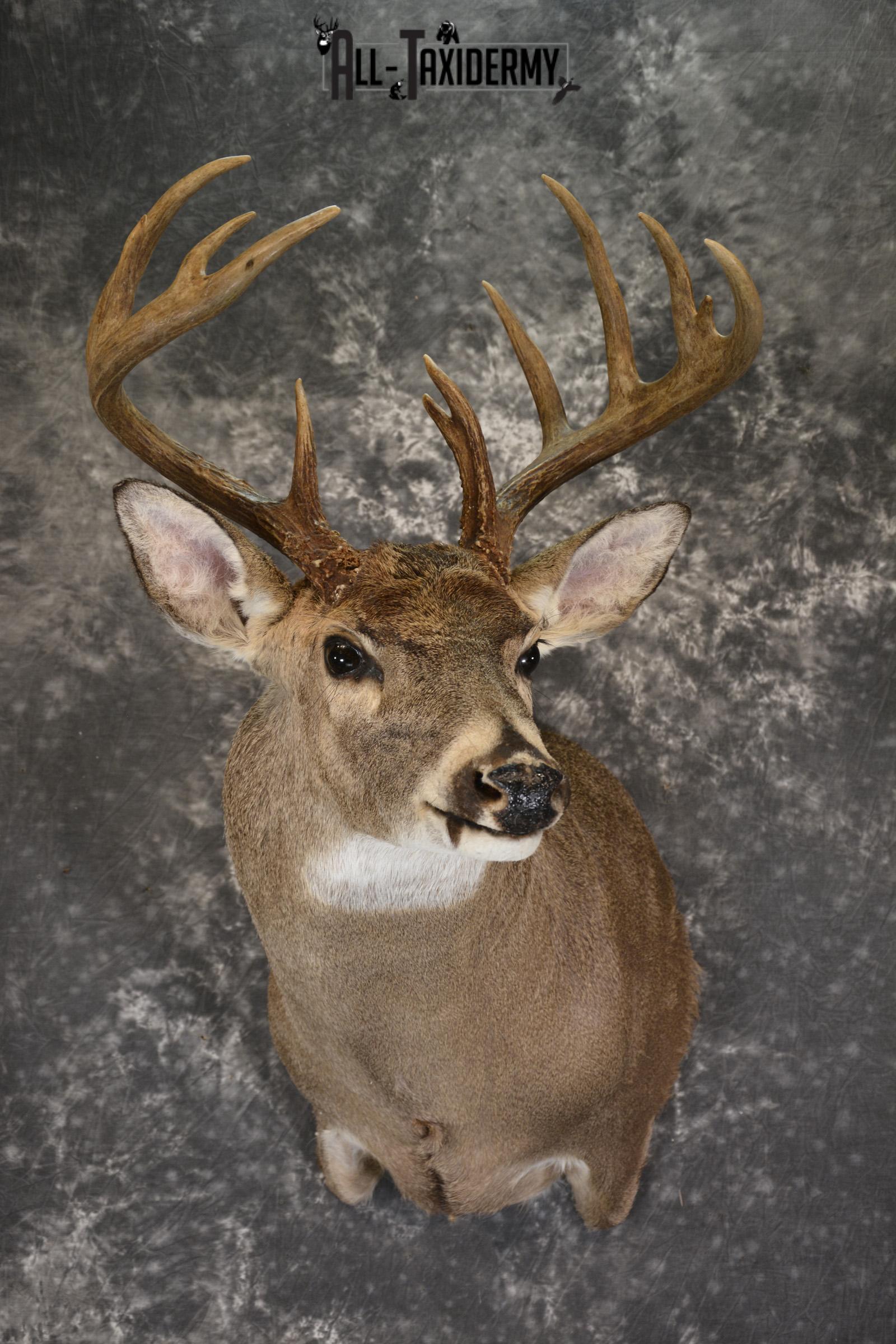 Whitetail deer taxidermy shoulder mount for sale SKU 1882