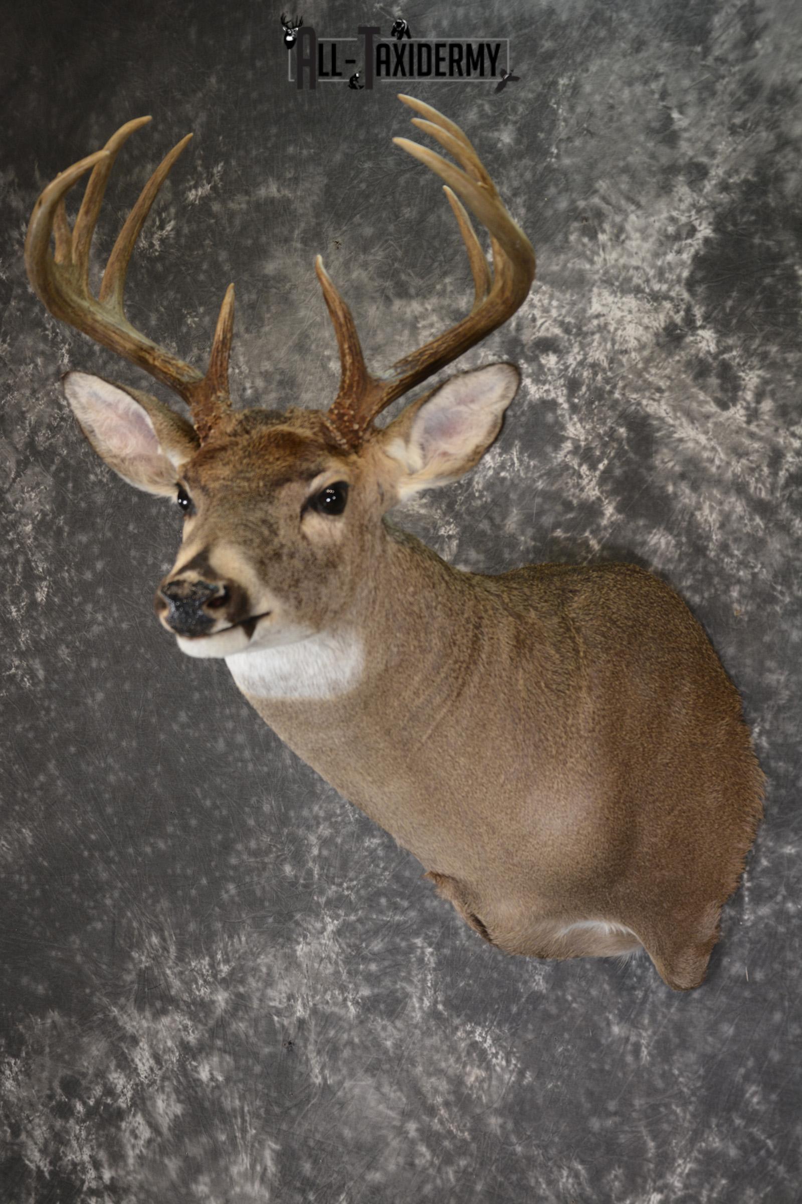 Whitetail deer taxidermy shoulder mount for sale SKU 1882 - Image 5