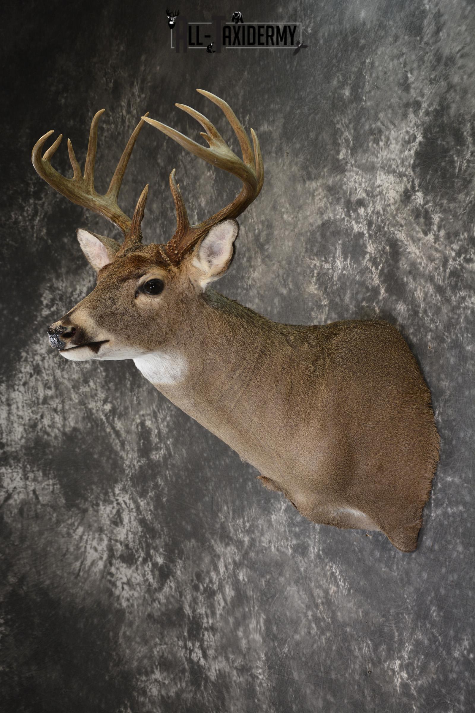 Whitetail deer taxidermy shoulder mount for sale SKU 1882 - Image 4
