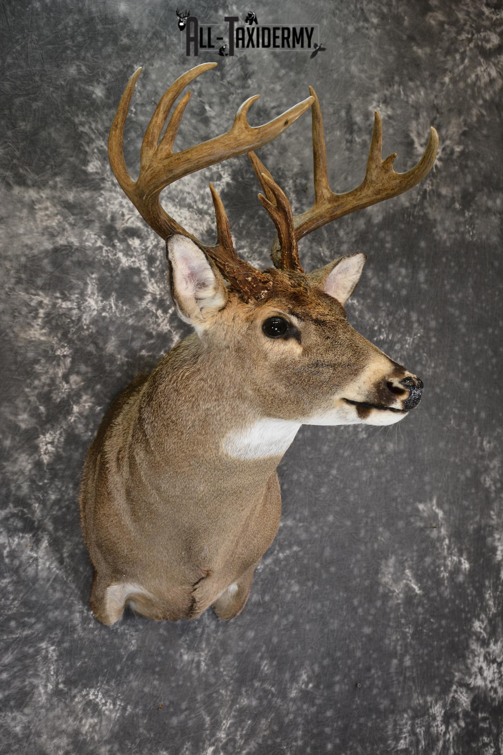 Whitetail deer taxidermy shoulder mount for sale SKU 1882 - Image 3