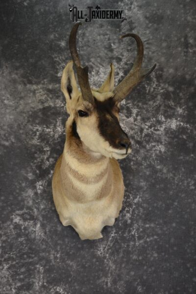 Pronghorn taxidermy shoulder mount for sale SKU 1886