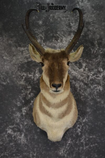 Pronghorn taxidermy shoulder mount for sale SKU 1887