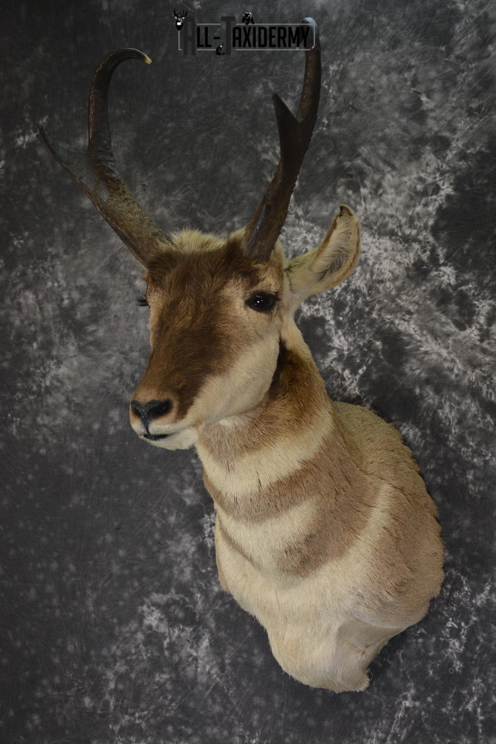 Pronghorn taxidermy shoulder mount for sale SKU 1887 - Image 7