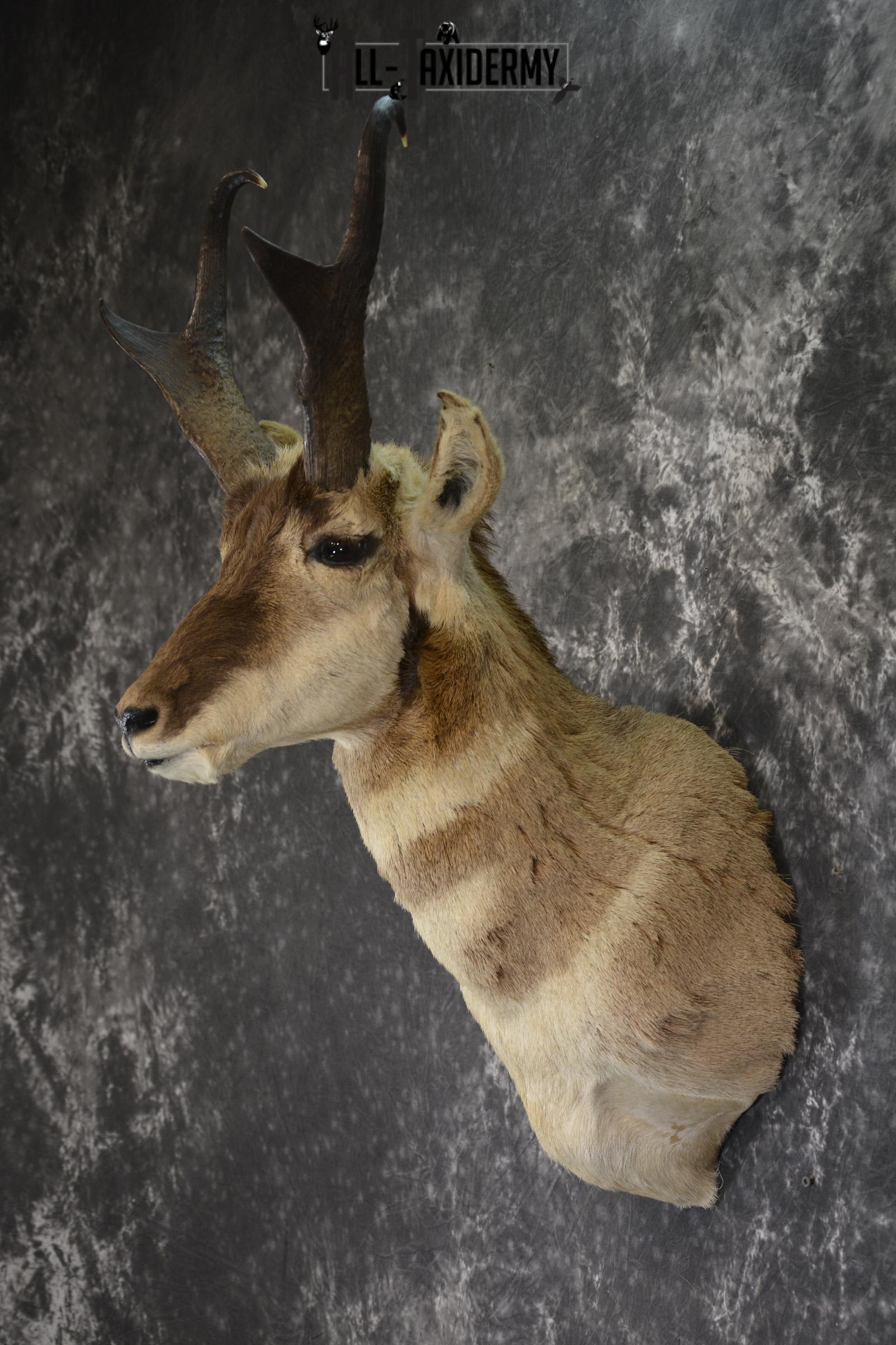 Pronghorn taxidermy shoulder mount for sale SKU 1887 - Image 6