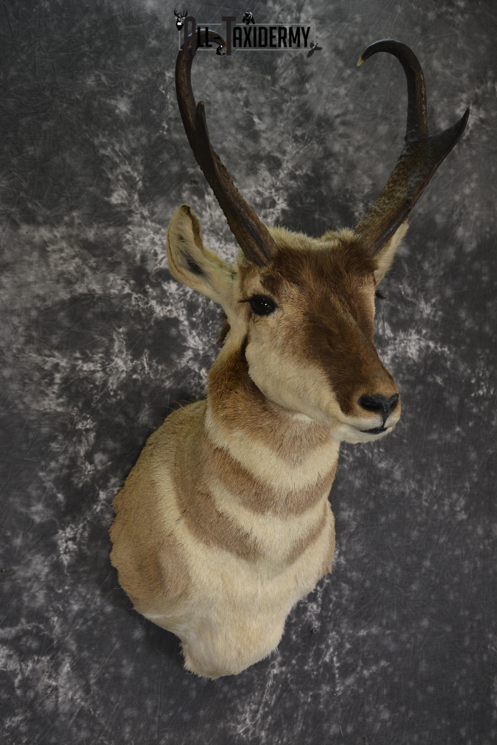 Pronghorn taxidermy shoulder mount for sale SKU 1887 - Image 5