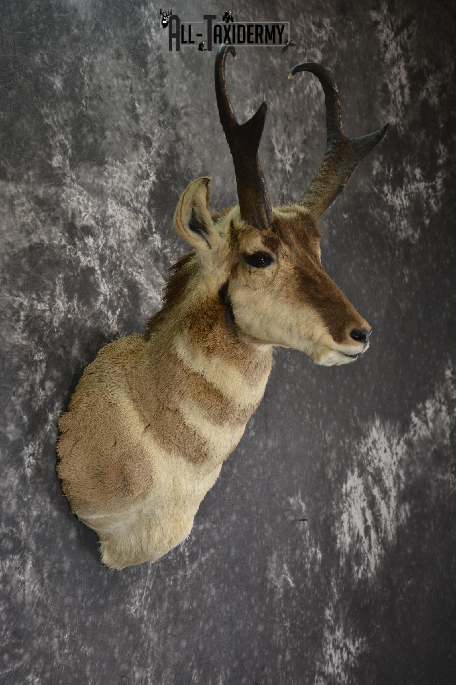 Pronghorn taxidermy shoulder mount for sale SKU 1887 - Image 4