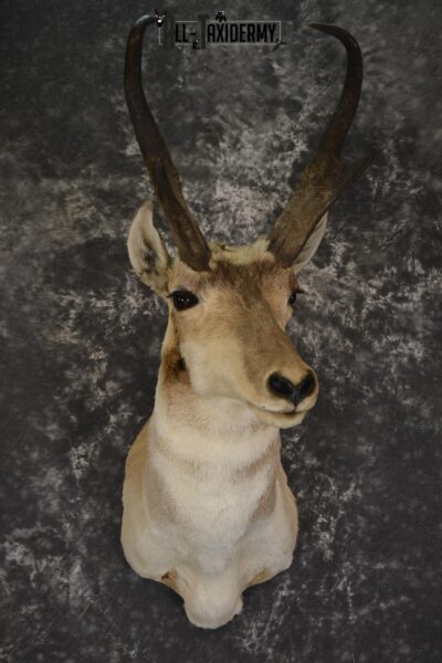 Pronghorn taxidermy shoulder mount for sale SKU 1888